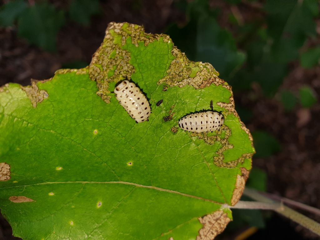 Strano comportamento di un Chrysomelidae. 